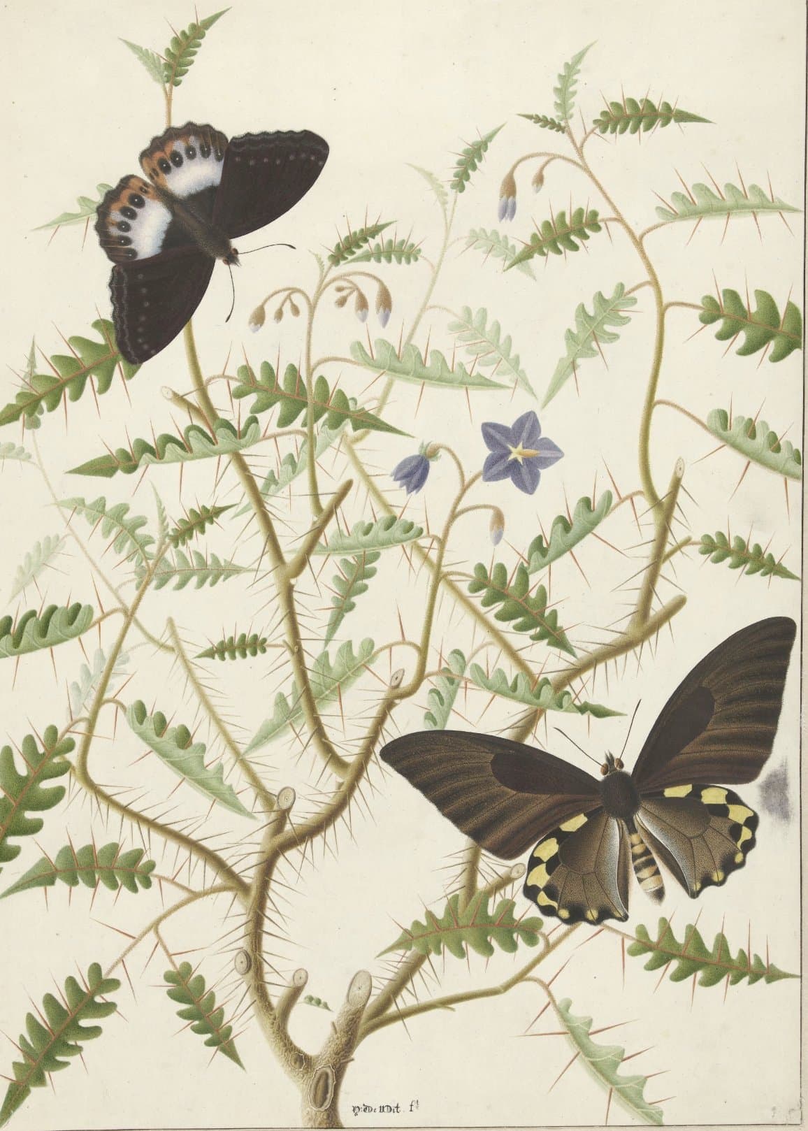 A botanical plate: two butterflies at rest on a thorned branch among pale ferns.